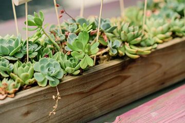 4 Perfect Ways To Use Succulents In Your Wedding