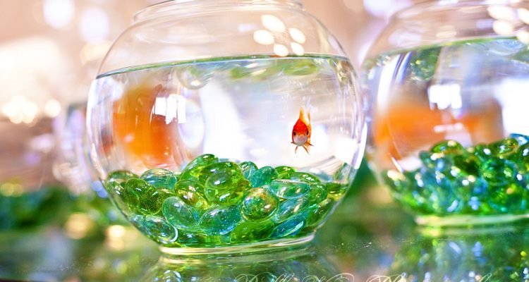 Creative Centerpieces: One Fishbowl, Six Different Uses 