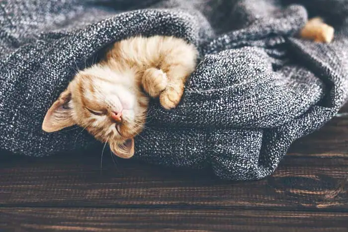 sleeping-kitten